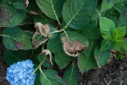 pourquoi les feuilles d'hortensia sèchent