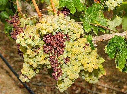 Les grappes de raisin sèchent