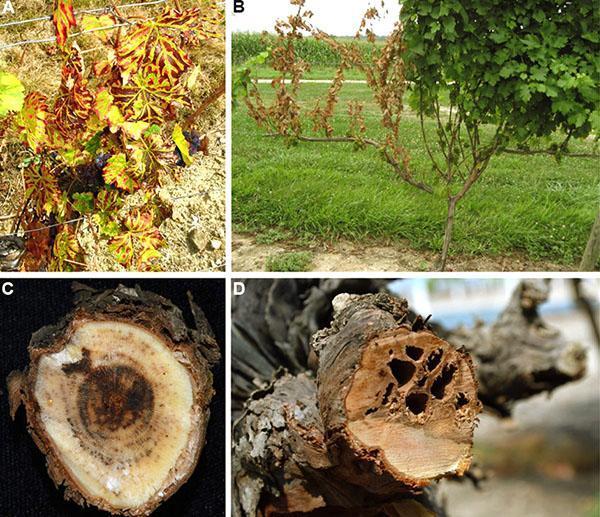 Buisson de raisin aux mains sèches