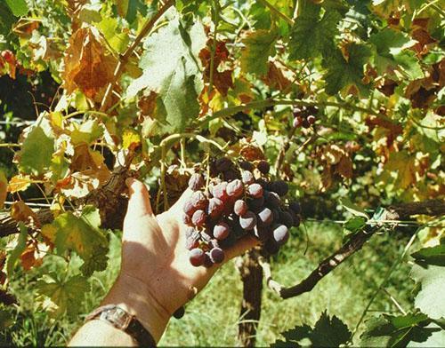 Le flétrissement verticillaire de la vigne