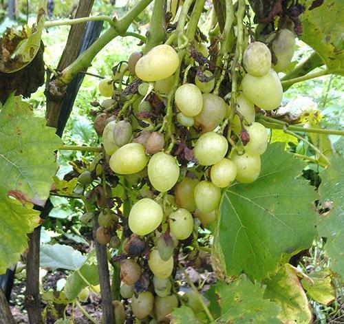 Las uvas se secan y momifican.