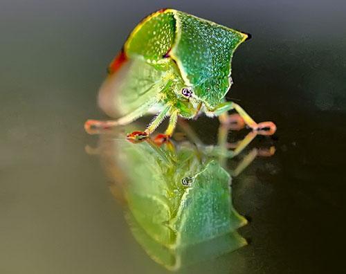 Cicadelle du buffle