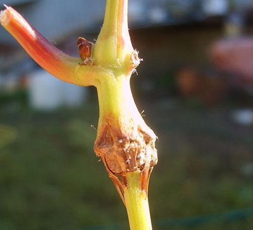 Une vigne touchée par une cicadelle du buffle