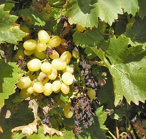 Las uvas están afectadas por enfermedades.