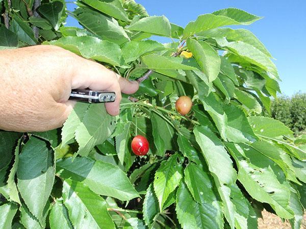 maturation non simultanée des fruits