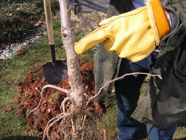 règles de plantation des semis