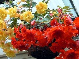 begonia