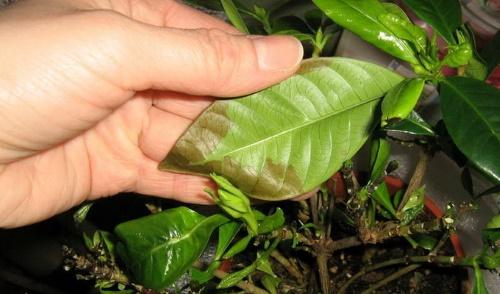 hojas de gardenia marrón