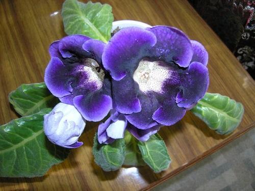 gloxinia