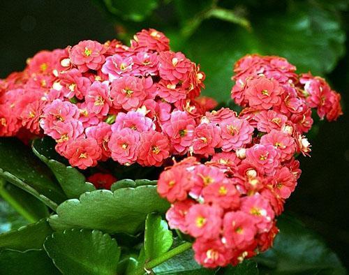Hermosa flor de Kalanchoe
