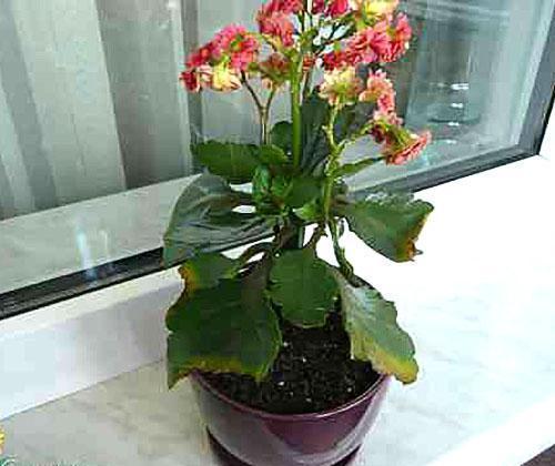 ¿Por qué las hojas de Kalanchoe se vuelven amarillas?