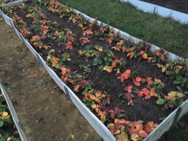 hojas de fresa roja en otoño
