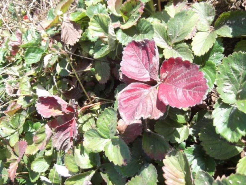 rougissement des feuilles de fraisier en signe de maladie
