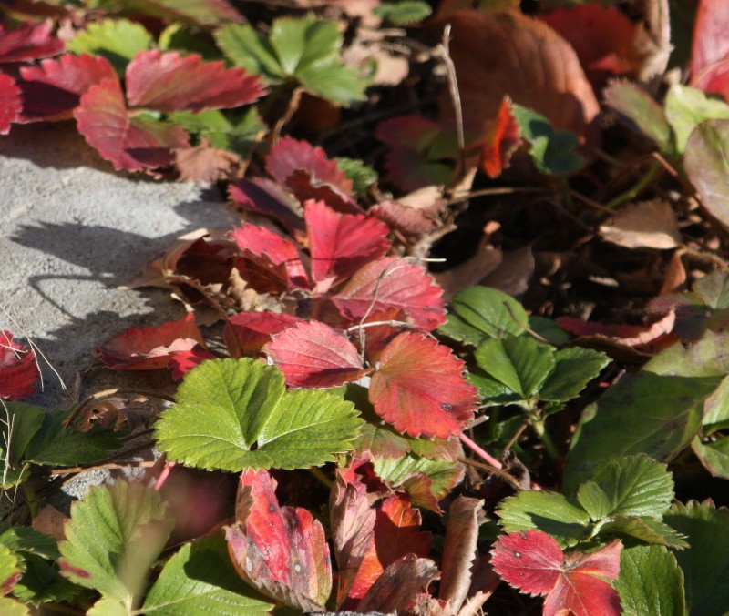 feuilles de fraise rouge