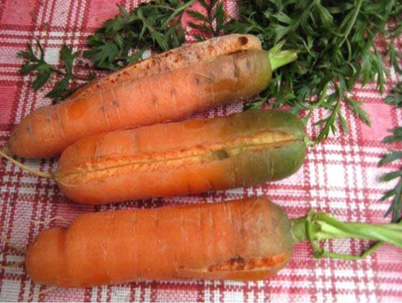est-il possible de manger des carottes avec un noyau vert