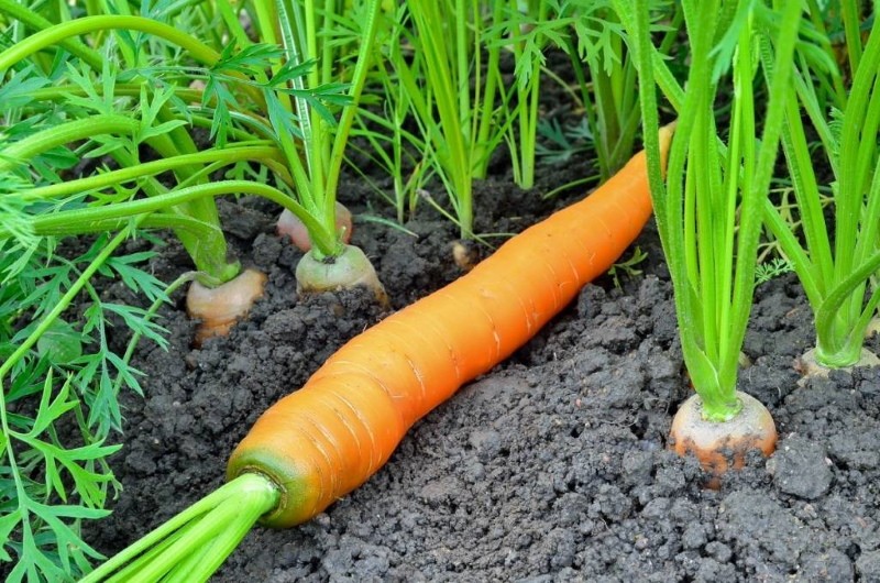 ¿Por qué las zanahorias tienen un núcleo verde?