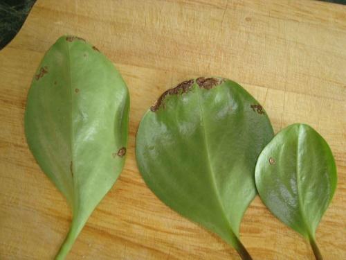 hojas de peperomia