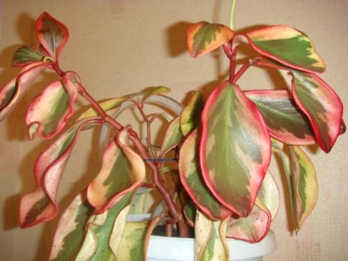 peperomia panaché