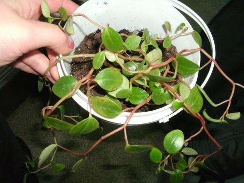 peperomia joven