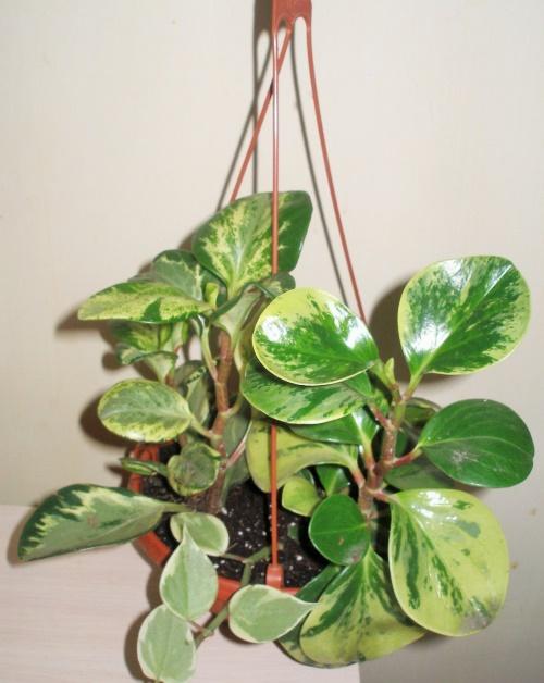 peperomia en macetas