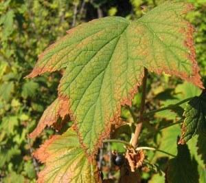 Foto de hojas de grosella secas