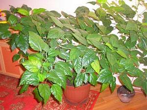 Si l'hibiscus pousse dans un pot trop grand, il ne fleurira pas.