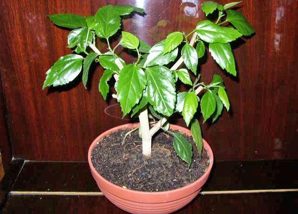 L'hibiscus a besoin d'être taillé pour obtenir une floraison luxuriante