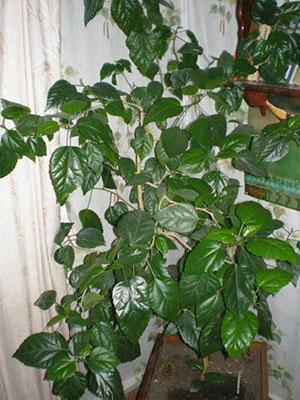 L'hibiscus ne fleurit pas longtemps