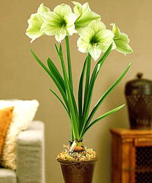 L'hippeastrum bien-aimé a fleuri