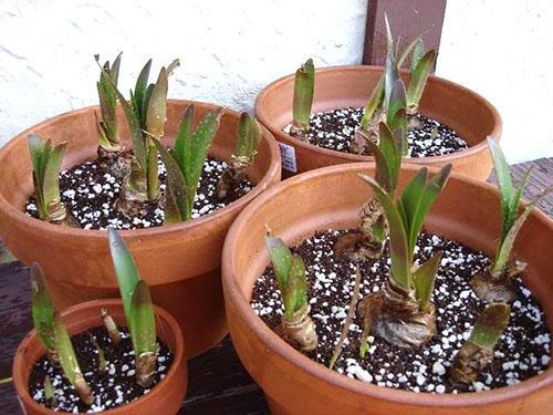 Hippeastrum libère les premières feuilles