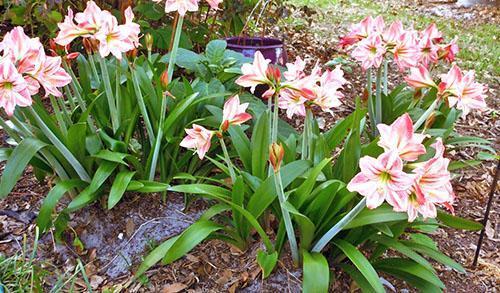 Hippeastrum florece en el macizo de flores