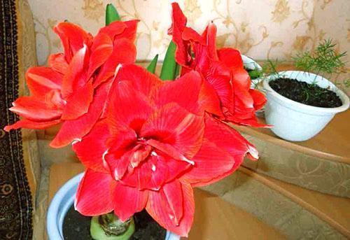 En hiver, l'hippeastrum plaît avec une belle inflorescence