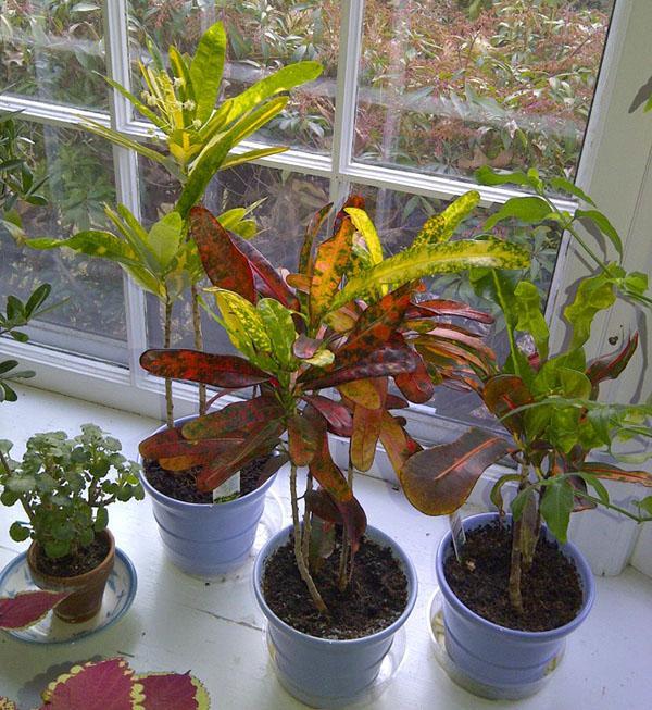 Jeunes crotons sur le rebord de la fenêtre