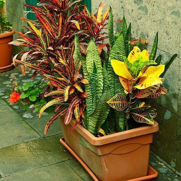 Crotons en pots dans la cour