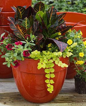 Croton en la misma maceta con otras plantas.