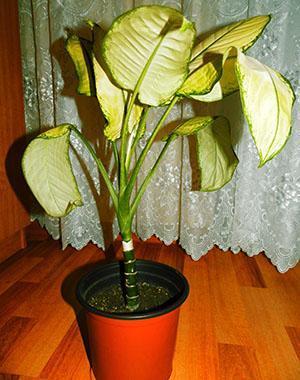 Las hojas de Dieffenbachia se vuelven amarillas