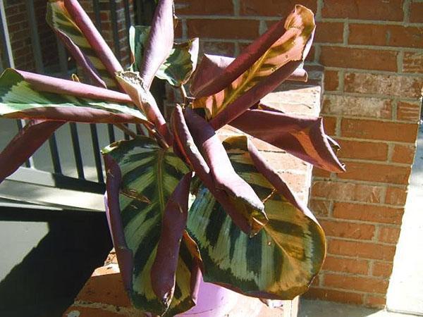 Calathea est trop sec