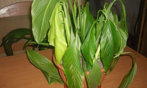 Les feuilles de Calathea se sont fanées et ont commencé à changer de couleur