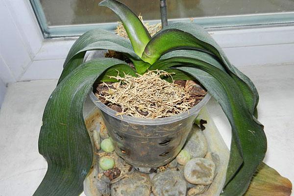 En invierno, puede ocurrir congelación en la planta en el alféizar de la ventana.