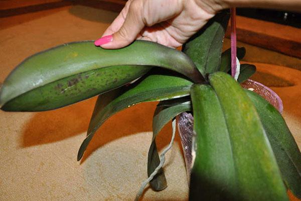 Las hojas lentas de una orquídea pueden tener un riego insuficiente o excesivo.