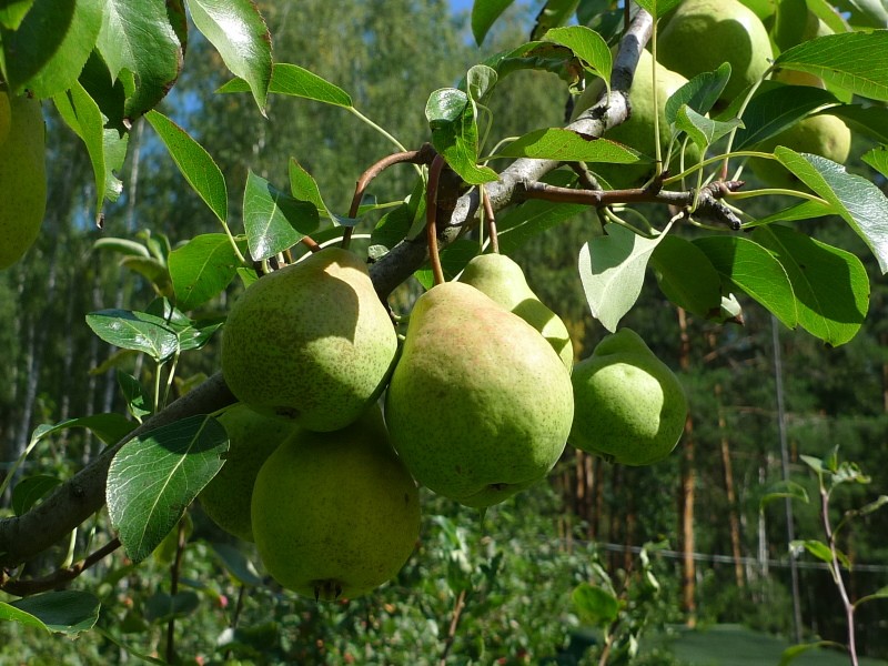 tendreté de poire