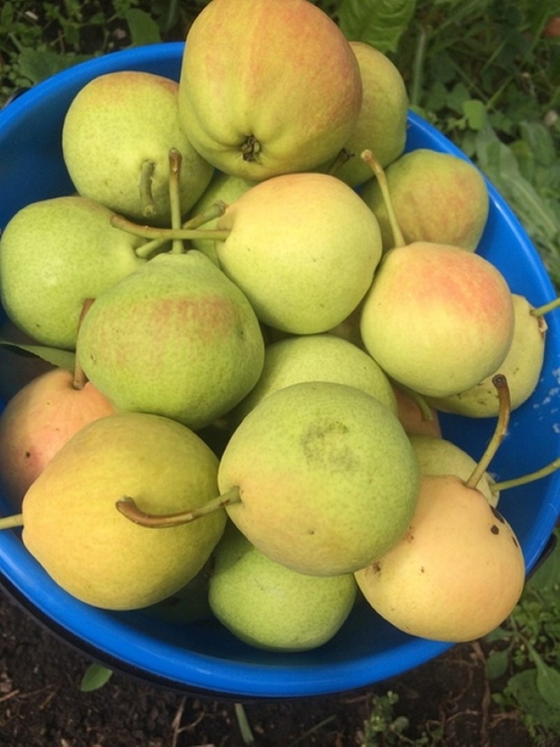 avantages et inconvénients de la tendreté des poires