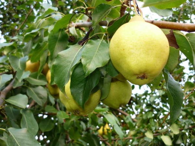 variété de poire tendreté