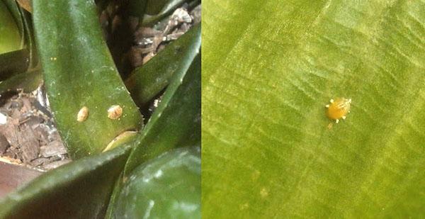 Vaina en una planta