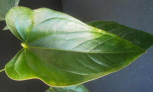 La condición de las placas de la hoja se ve afectada por la calidad del suelo.