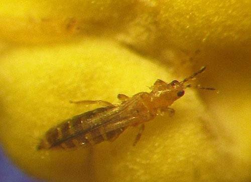 Thrips sur une plaque de tôle