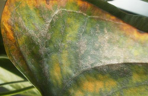 Feuille d'Anthurium couverte de taches