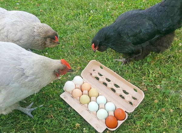 las gallinas ponedoras