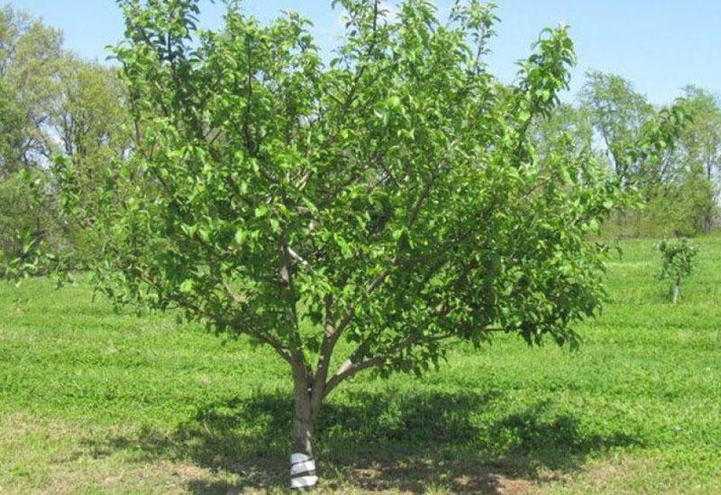 pommier beauté bachkir