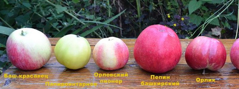 comparación de variedades de manzana